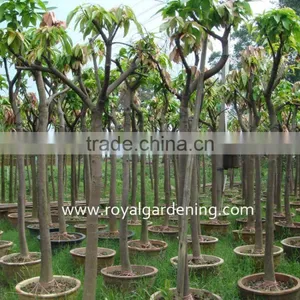 Mangifera Trees thumbnail-3