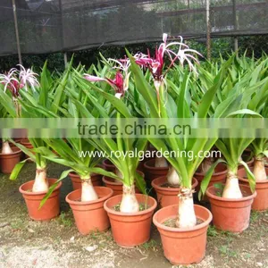 Crinum Asiaticum( Spider Lily,Giant Crinum Lily, ) Ornamental Plants thumbnail-1