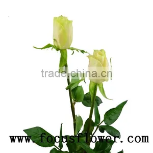 Hotsale Roses Flowers Fresh Cut Flowers Vendela Rose for Decoration From Kunming Ecuador Wholesale Flowers thumbnail-2