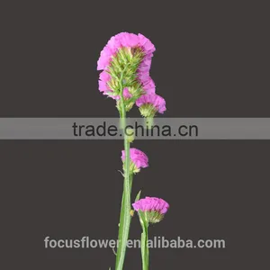 Unique Flower Vase Painting Designs Statice Popular Fresh Flower Fresh Cut Flowers thumbnail-4