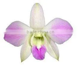D-005 : DENDROBIUM MISTEEN ORCHID thumbnail-1