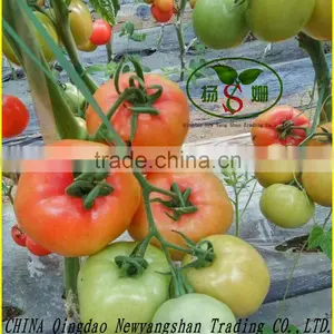 2016 Tomatoes/tomatoes in China for Sale thumbnail-2