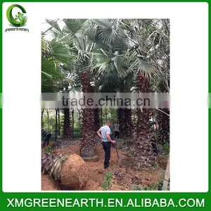 Washingtonia Robusta Palms Trunk 5-6m thumbnail-2
