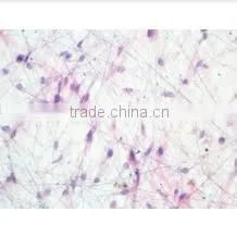 Histology Slides,Biology Slides for Teaching, Teaching Slides thumbnail-2
