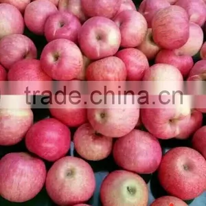 Chinese Qinguan Apple From Shanxi Province thumbnail-5