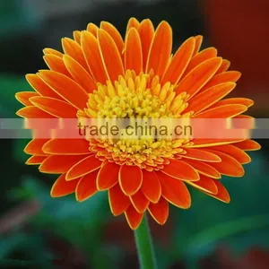 Chrysanthemum Preserved Fresh Cut Flowers For Wholesale thumbnail-1