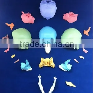 Colored Skull Model - 22 Parts thumbnail-3