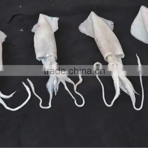 FROZEN LOLIGO SQUID WHOLE FROM PAKISAN ARABIAN / INDIAN OCEAN thumbnail-1