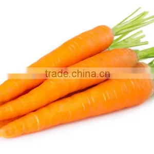 Supply Fresh Carrot With Good Quality for Sale thumbnail-4