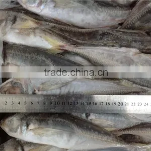 Frozen Horse Mackerel Fish 22-25cm From China Manufacturer thumbnail-2