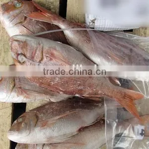 Fresh Frozen Red Snapper Fish Whole Round thumbnail-1