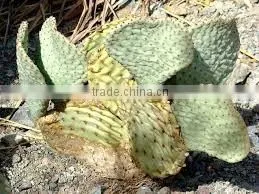 Cows Tounge Plant Flower thumbnail-1