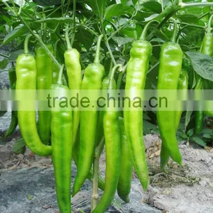 Hot Sale Hybrid High Yield Chili Pepper Seeds-XY 159 thumbnail-2