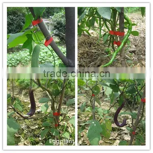 Vine Tying Tools for Tapetool With no Tape Flotsam thumbnail-2