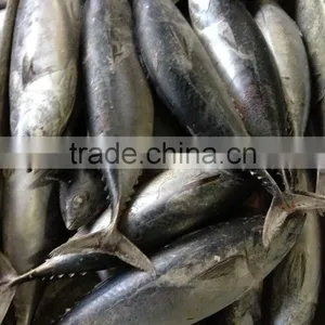 in Stock Seafrozen Bonito Tuna Fish Catch for Sale thumbnail-2