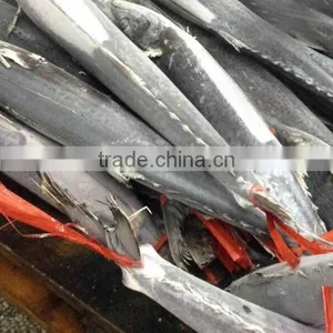 Organic Seafood, Yummy Fresh Frozen Spanish Mackerel Fish With Better Price and Servies thumbnail-2