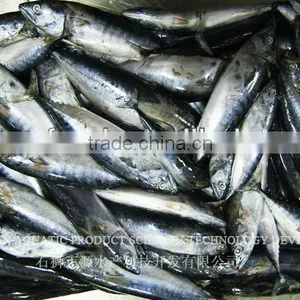 Chinese BQF/IQF Best Quality Frozen Bonito thumbnail-1