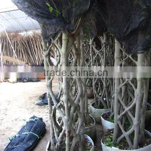 Ficus Square Shape in Loading Place thumbnail-1