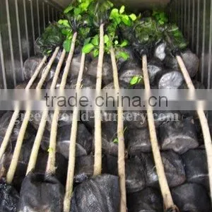 Ficus Altissima Trees Loaded Inside Container thumbnail-1