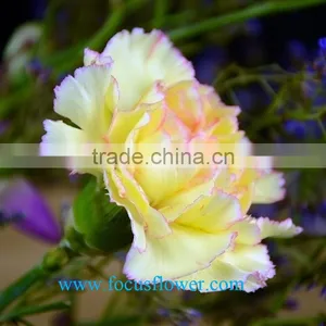 High Quality Fresh Cut Carnations Flower Rela Carnation Holiday Appliances thumbnail-4