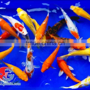 Koi Fish Bleeding Farm and Export From Thailand thumbnail-1