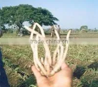 LAND-CALOTROPS thumbnail-1