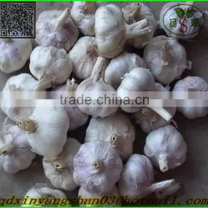 Normal White Garlic/Garlic thumbnail-3