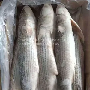 Frozen Gutted Grey Mullet thumbnail-3