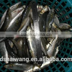 China Exporter Frozen Sardinella Lemuru Fish thumbnail-3