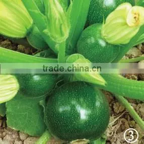 Mo Zhu Dark Green Skin Round Shape Excellent Gloss Squash Seeds thumbnail-1