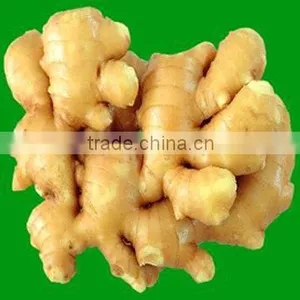 Fresh Ginger thumbnail-1