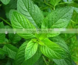 100% Natural Peppermint Oil | Pure Peppermint Oil For Export thumbnail-1