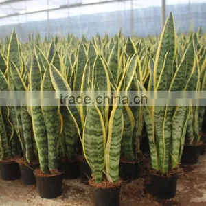 Sansevieria With Green Folium thumbnail-1