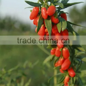 Ning Xia Organic Gojiberry (Lycium Barbarum) Natural Dried Fruit thumbnail-4