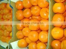 HONEY MANDARIN thumbnail-3