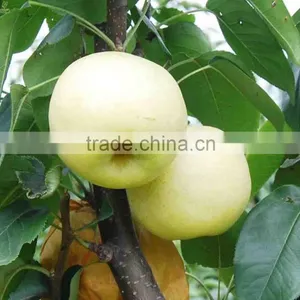 Chinese Golden Pear 9kg 18kg Carton thumbnail-1