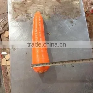 2014 New Crop Fresh Carrot, Vegetable thumbnail-1