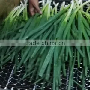 Frozen 2015 Spriing Crop Scallions thumbnail-3