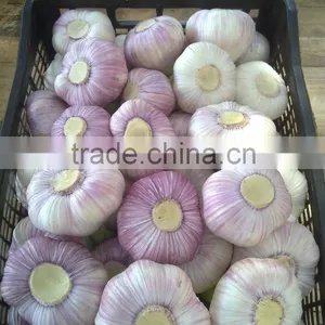 Best Price Natural Chinese Fresh Red / White Garlic thumbnail-4