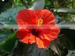 Safflower Flower thumbnail-1