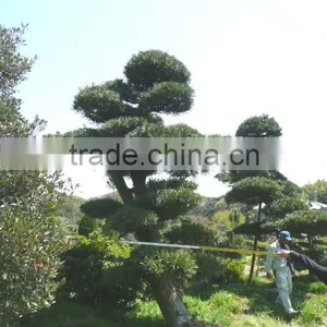 Podocarpus Japanese Big Bonsai thumbnail-1