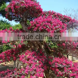 Red Flower Loropetalum Chinense for Ornamental Outdoor Landscaping Beautiful Bonsai Plants thumbnail-1