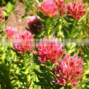 Top Quality Skin Caring Rhodiola Rosea Extract Pure Salidrosides 5% With A Discount thumbnail-4