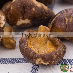 Tasty Crisp Low Temperature Fried Oyster Shiitake Mushroom Snacks thumbnail-2
