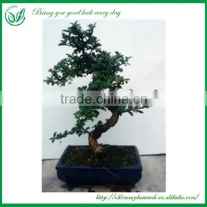 Natural Plants Bonsai Nursery thumbnail-1