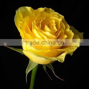 Fresh Cut Yellow Roses Flower Fresh Cut Flowers Top Quality thumbnail-3