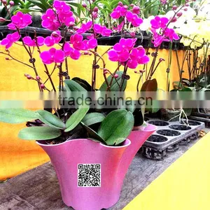 360*200 Biodegradable Colorful Plant Flower Pot Eco Planer thumbnail-5