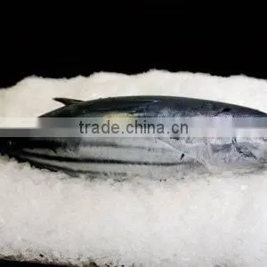 China Frozen Bonito Skipjack Tuna thumbnail-1