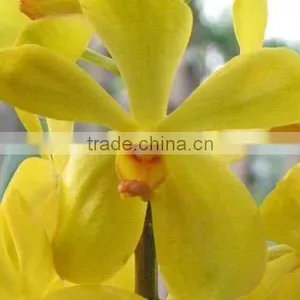 Fresh Cut Orchids, Mokara Orchids, Fresh Cut Stem thumbnail-1