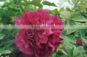 Tree Peony Plant Root da Zong zi thumbnail-1